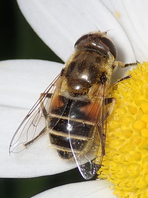 da identificare: Eristalis ?